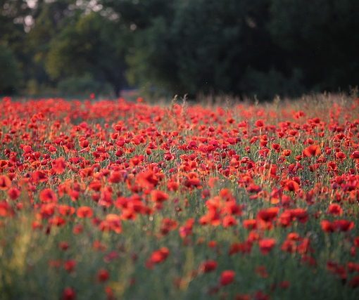 champ de coquelicots