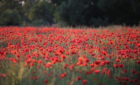 champ de coquelicots